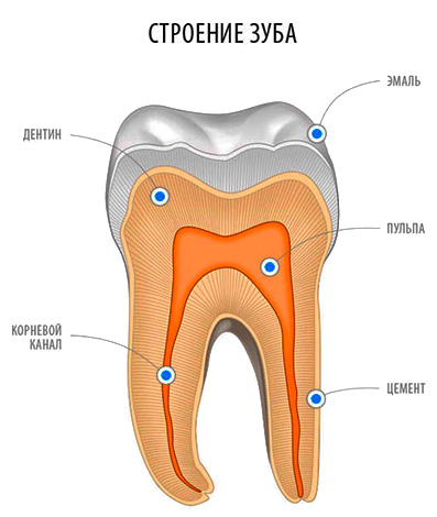 Obrázok ukazuje štruktúru zuba: je jasné, že dentin ju tvorí najviac.