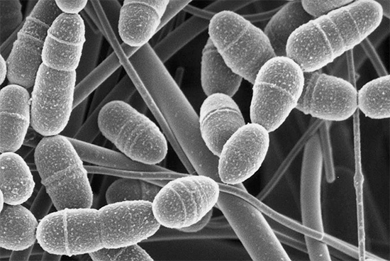 Eine Reihe von Mikroorganismen in der Mundhöhle tragen zur Entwicklung von Karies bei, insbesondere die anaeroben Bakterien Streptococcus mutans.