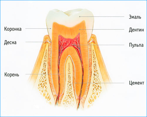 Dans l'émail des dents, il n'y a pas de terminaisons nerveuses, donc avec la carie initiale, la douleur n'est presque pas exprimée.