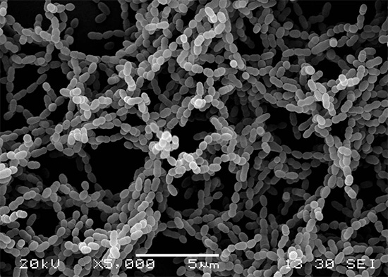 Kariesogene bakterier Streptococcus mutans elektronmikroskop