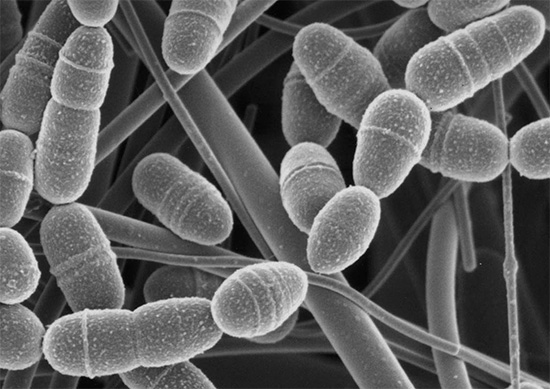 Streptococcus mutans, hücre duvarlarının yüzeyindeki özel reseptörler nedeniyle diş minesine yapışabilir