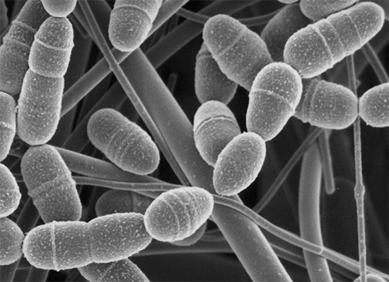 Streptococcus mutans anaerobiset bakteerit - valokuva mikroskoopin alla