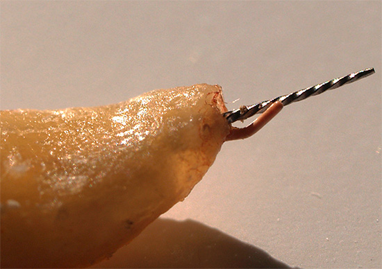 V prítomnosti priechodného otvoru v koreňovom materiále môže výplňový materiál ľahko ísť za zub do mäkkých tkanív, kde spôsobí zápal.