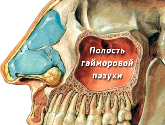 Na tomto obrázku můžete jasně vidět, jak blízko jsou kořeny zubů na horní čelisti horní končetině.