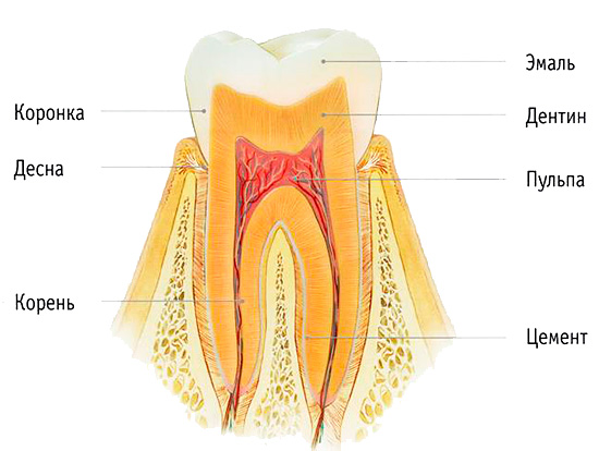 Die Struktur des Zahns ist im Bild dargestellt: Während des Aufhellens wird hauptsächlich der Zahnschmelz freigelegt.
