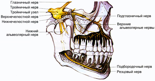 L'immagine mostra chiaramente che nel caso di processi infiammatori nell'area dei denti del giudizio, può verificarsi la compressione di fasci di nervi localizzati da vicino.