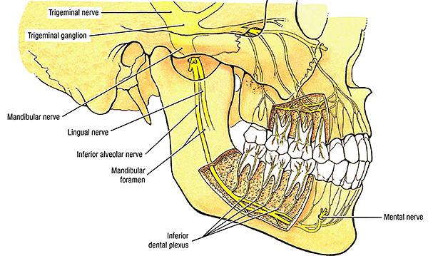 يمكن أن يحدث تنمل بعد قلع الأسنان بسبب انضغاط العصب بسبب الوذمة المتقدمة ، وبسبب تلف الأعصاب بالأدوات الجراحية.
